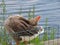 Single greylag goose flexible