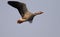 Single Greylag Goose in flight over grassy wetlands