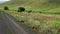 A single groundhog crawls out of its burrow, stands up alarmed to check the surrounding. Wide-angle closeup of a