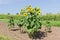 Single group of flowering and ripening sunflowers on field