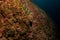 Single grouper fish in the reef