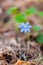 Single growing Hepatica Snowdrop blue flower in early spring forest