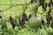 Single Growing Lagenaria Siceraria Bottle Gourd