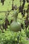Single Growing Lagenaria Siceraria Bottle Gourd - Portrait Orientation