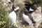 Single Guillemot Sea Bird Portrait