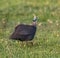 Single guinea fowl or hen running through the grass in Kenya