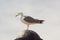 A single gull - Algarve - Portugal