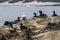 Single Gull among Brandt`s Cormorants in Nesting Colony