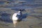 Single gull on a lake .floating along without a care in the world