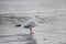 Single gull standing on an ice floe