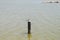 Single gull on a wooden pillar