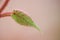 Single hairy plant leaf isolated on a pale background. Closeup of one delicate green leaf with red trichomes against