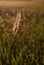 single hairy spelt wheat plant in field in back light at sunset