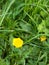 A single half opened blossoming buttercup in a field of green gr