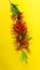 Single hanging flower stem of the red Bottlebrush