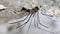 Single Harvestmen Daddy Long-legs Arachnid Spider on Cave Ceiling