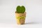 Single Heart Like Cactus Flowerpot with Copy Space in Heart to input Text Decorated with Brown Sack and Green Bow