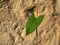 Single heart shaped leaf, probably bindweed, in front of wall. Differential focus. UK.