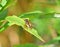 Single Helophilus pendulus Hover Fly on leaf