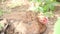 Single Hens Lying In A Farmyard.