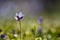 Single Hepatica from low perspective