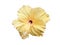 A single hibiscus flower isolated on white background, cut out.