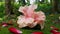 Single hibiscus flower leaves in garden