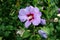 Single Hibiscus syriacus or Rose of Sharon flowering plant with blooming violet and dark red trumpet shaped flower