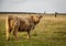 Single highland cattle cow field grazing