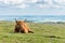 A single Highland Cattle sitting on grass on the top of a hill in Dartmoor National Park, Devon, UK