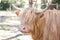 Single highland cow in field in golden afternoon sun close up of face