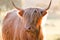 Single highland cow in field in golden afternoon sun close up of face