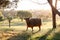 Single highland cow in field standing in golden afternoon sun