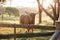 Single highland cow in field standing in golden afternoon sun