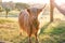 Single highland cow in field standing in golden afternoon sun