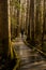 Single Hiker Passes Over Boardwalk Through Marsh in Winter