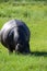 Single Hippopotamus Grazing near Chobe River, Botswana