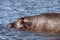 Single Hippopotamus in Hippo Pool of Chobe River, Botswana