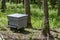 Single hive in forest