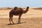 Single hobbled camel stands on the sand in a hot african desert area