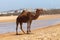 Single hobbled camel stands on the sand near with the city panorama on the background. Essaouira, Morocco