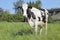 Single Holstein Friesian Cow