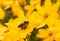 Single honey bee pollinating yellow flower in country organic garden