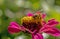 Single Honeybee feeds on a bloom of a pink Zinnia.