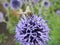 Single honeybee sitting on a blue flower