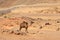 Single-horned camel on a background of desert-mountainous terrain, in natural conditions