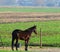 Single Horse Gazing Out