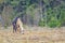 A single horse, harnessed in the saddle, stands in a clearing near the forest