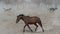 Single horse running and kicking up dust. Yilki horses in Kayseri Turkey are wild horses with no owners