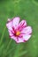 Single hot and light pink cosmos flower in the bright green grass beside Lake Chelan in Washington State